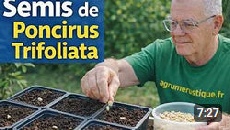 Semer le Poncirus trifoliata, la Méthode Simple et 100% Réussite pour Débutants