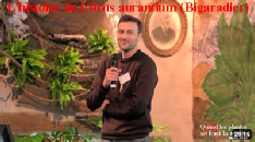 Eloge des plantes à parfum : l’histoire du Citrus aurantium (Bigaradier) par Jean-Noël Falcou