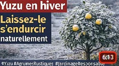Yuzu en hiver, laissez-le s’endurcir naturellement