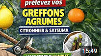 prélever correctement vos greffons sur citronnier 4 saisons et Satsuma