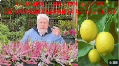 Comment faire pour qu'un citronnier fleurisse et fructifie