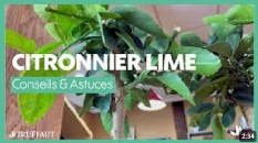 Citronnier lime de Tahiti : comment cultiver cet agrume en pot ? - Truffaut