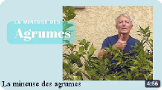 La mineuse des agrumes, information