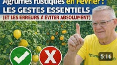 Agrumes rustiques en février, les gestes essentiels et les erreurs à éviter absolument.