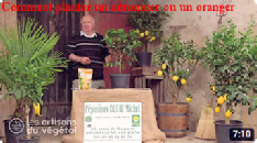 Comment planter un citronnier ou un oranger