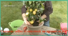 Comment tailler et entretenir un agrume en pot ? - Truffaut