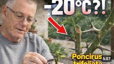 Le poncirus trifoliata, l’agrume le plus résistant au froid (-20°C) pour vos greffes