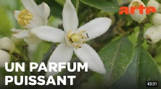 Les bigarades parfumées de France (avec Jean Noël Falcou)