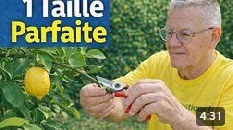 TAILLE DE PRINTEMPS DES AGRUMES