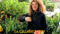 Le CALAMONDIN, un AGRUME DÉCORATIF et PRODUCTIF, IDÉAL en INTÉRIEUR par Bénédicte Bachès