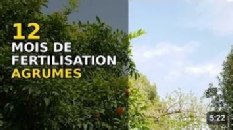Calendrier de fertilisation des agrumes rustiques, 12 mois de conseils pour des fruits vitaminés