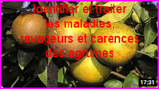 Identifier et traiter les maladies,ravageurs et carences des agrumes