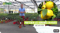 Comment bien PROTÉGER les AGRUMES en HIVER ?