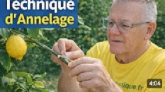Relancer la fructification des agrumes, technique d’annelage, résultats et conseils