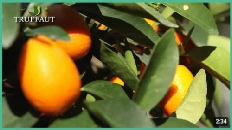 Planter un kumquat en pot- un délicieux agrume - Truffaut