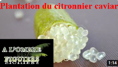 Plantation du citronnier caviar - Citrus australasica - Pépinière en ligne À l'Ombre des Figuiers