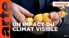 Le rétrécissement des oranges en Sicile à cause du changement climatique