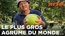 Les pamplemousses sucrés de Malaisie