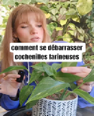 Comment se débarrasser des cochenilles farineuses