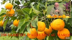 250 VARIÉTÉS D’AGRUMES AU MAROC